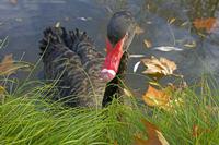Cjp_2009_11_13_144150 (2).jpg